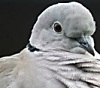 Turksetortel171104