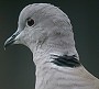Turksetortel280204
