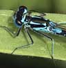 Variabelewaterjuffer100507