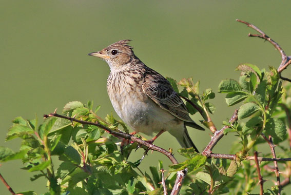 Veldleeuwerik130608