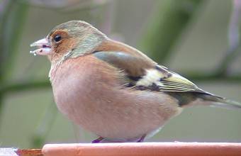 Vink100103