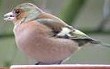 Vink100103