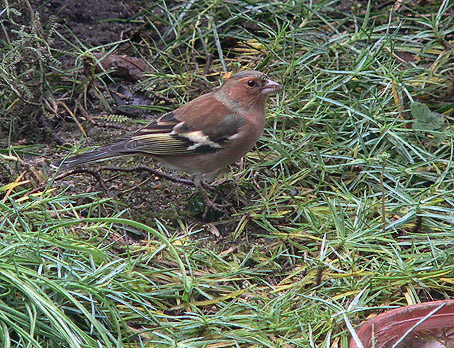 Vink101205