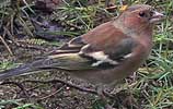 Vink101205