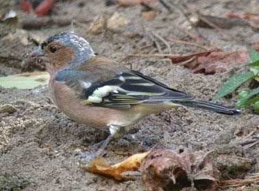 Vink120904D