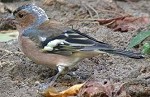 Vink120904D