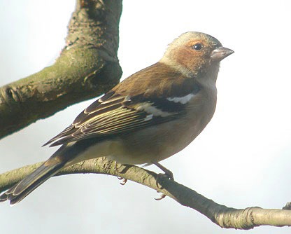 Vink131104