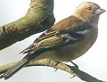 Vink131104