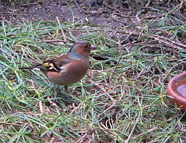 Vink181204