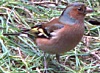 Vink181204