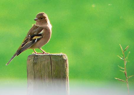 Vink201005