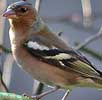 Vink230106