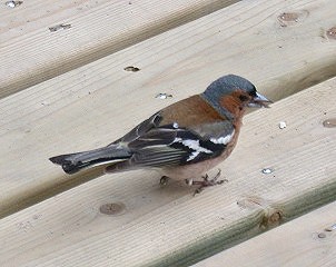 Vink240603