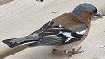 Vink240603