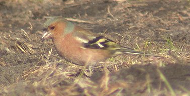 Vink_m270203