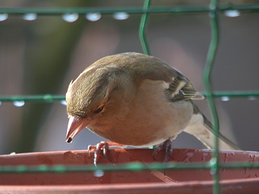 Vink_vr280204A