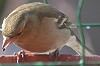 Vink_vr280204A