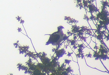 Visarend300903