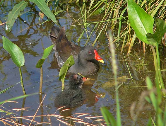 Waterhoentjes110705A