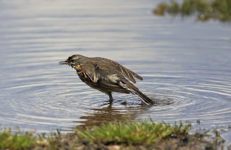 Waterpieper030608D