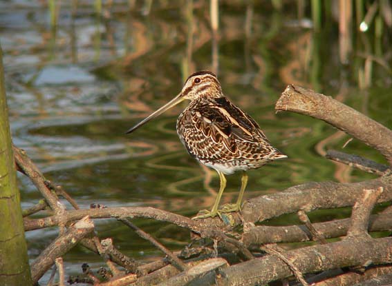 Watersnip010905