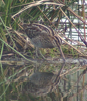 Watersnip031003A