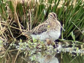 Watersnip180902