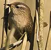 Winterkoning100307A
