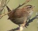 Winterkoning150403