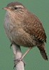 Winterkoning170404A