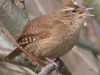 Winterkoning250304