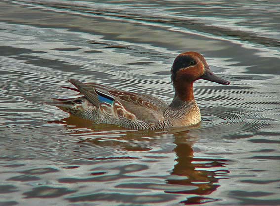 Wintertaling_man201005A