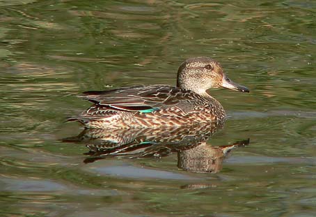 Wintertaling_vr201005