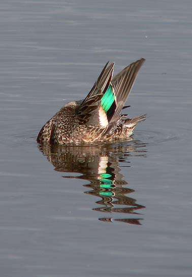 Wintertaling_vr201005A