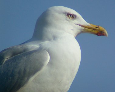 Zilvermeeuw010303