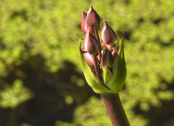 Zwanenbloem140708