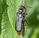 Zwartsoldaatje260503