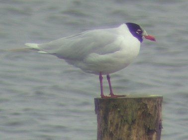 Zwartkopmeeuw040303