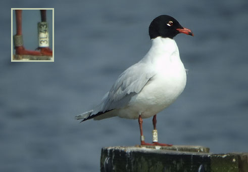 Zwartkopmeeuw3L43_280307D_ring