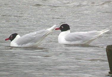 Zwartkopmeeuwen070404A