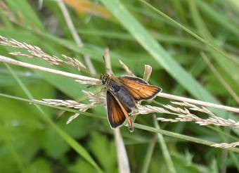 ZwartsprietdikkopjeA110802