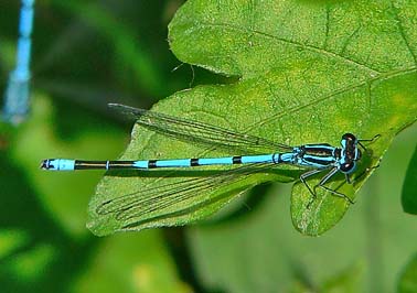 Azuurwaterjuffer080605A