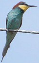 Bijeneter210604