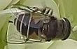 Eristalis280801