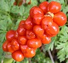 Gevlektearonskelk280804