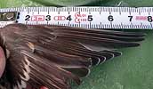 Grotebarmsijs281105E