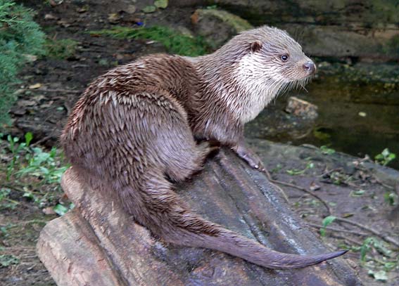 Otter210905