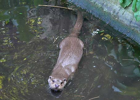 Otter210905D