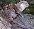 Otter210905