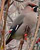 Pestvogel060106H